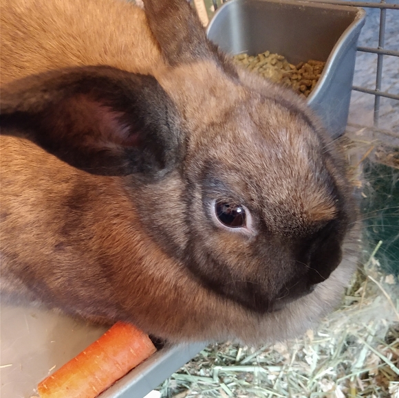 FUNDRAISER 4 RESCUE! - Picture 11 of 16